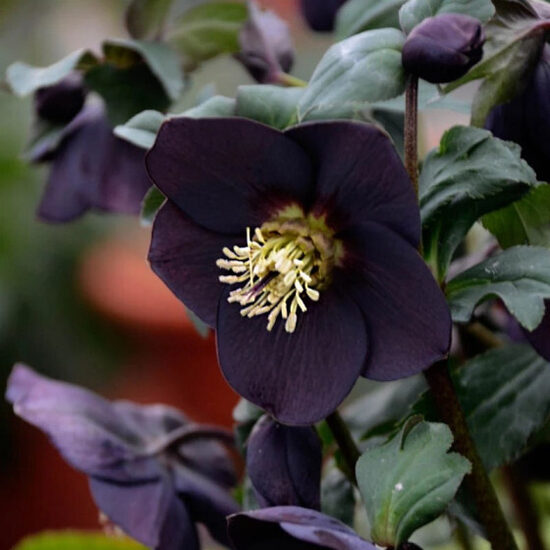 Helleborus orientalis Solar Night- sniegaroze